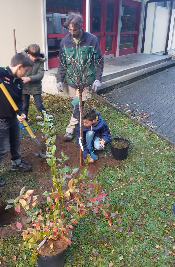 Beerensträucher pflanzen