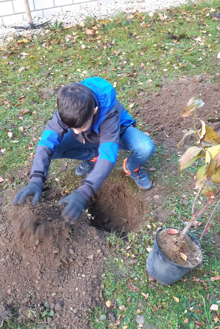 Beerensträucher pflanzen