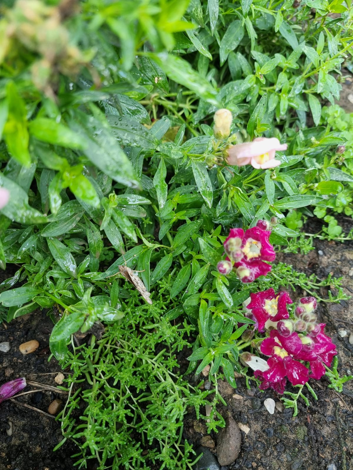 Vom Ei zum Schmetterling