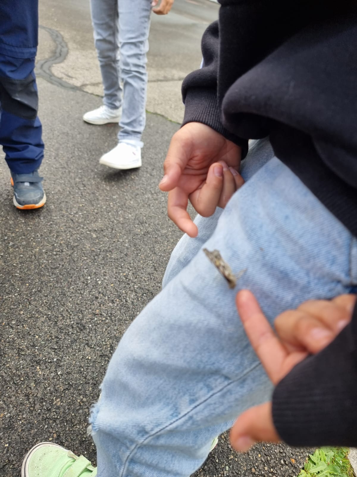 Vom Ei zum Schmetterling