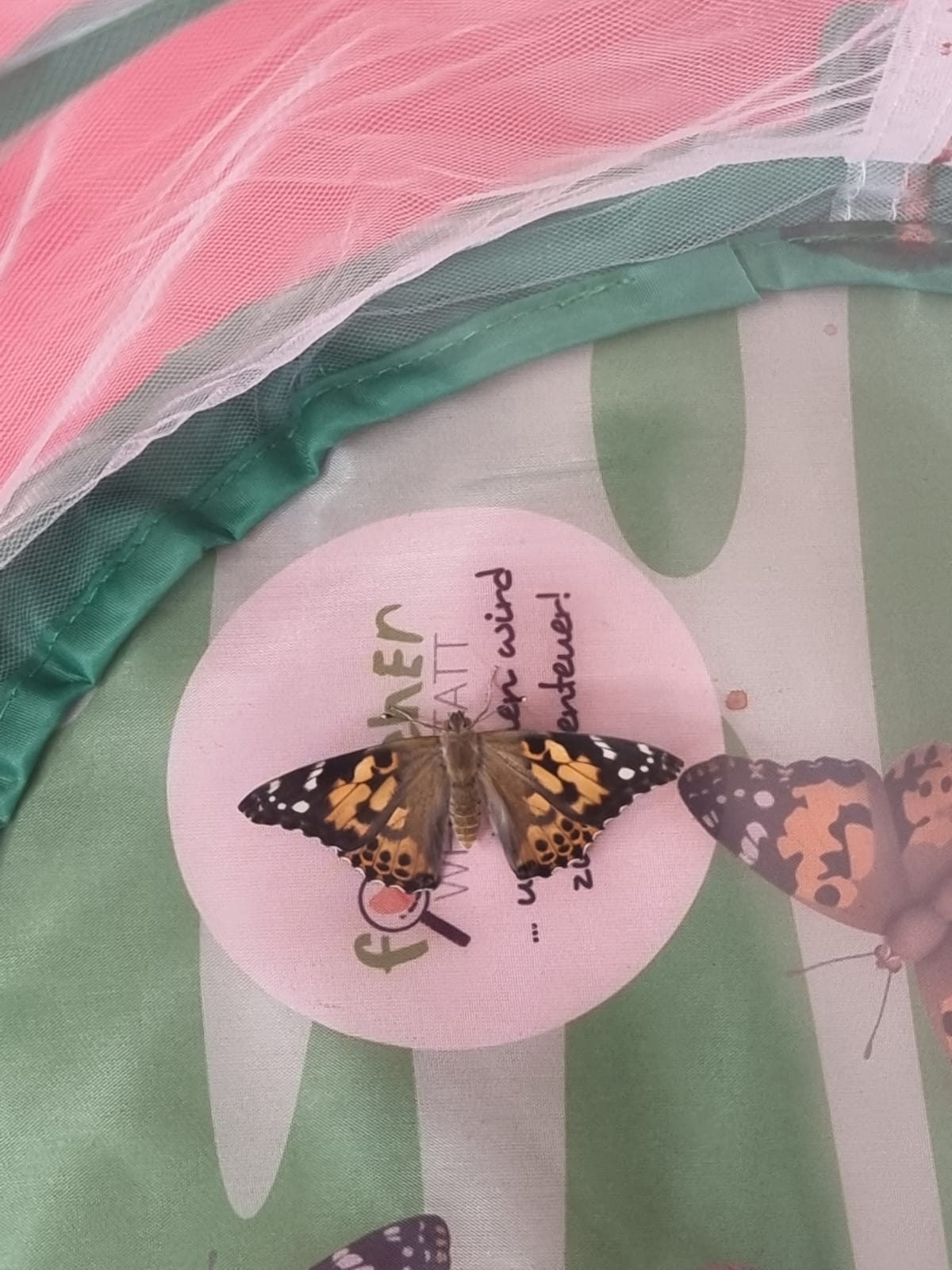 Vom Ei zum Schmetterling
