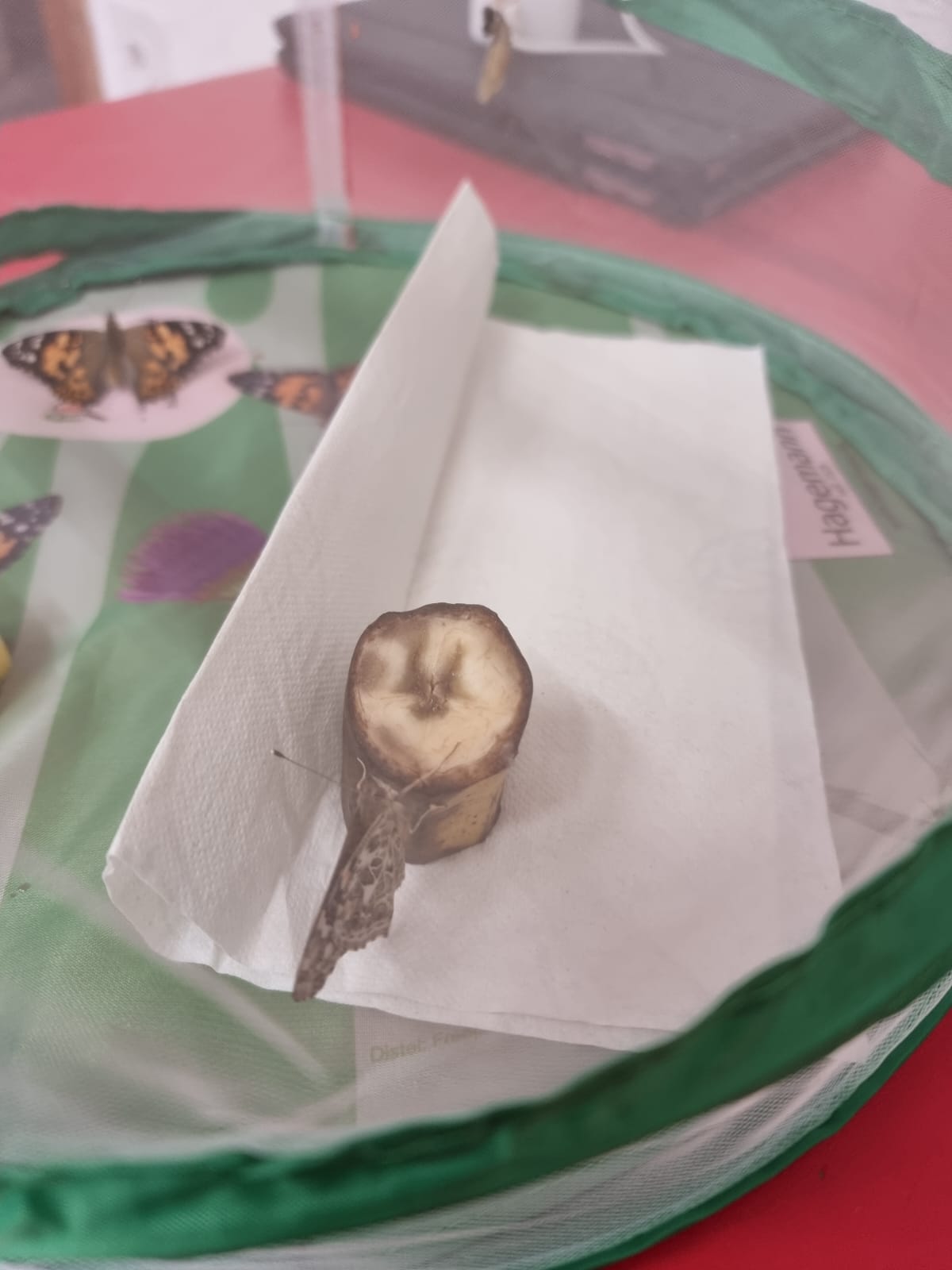Vom Ei zum Schmetterling