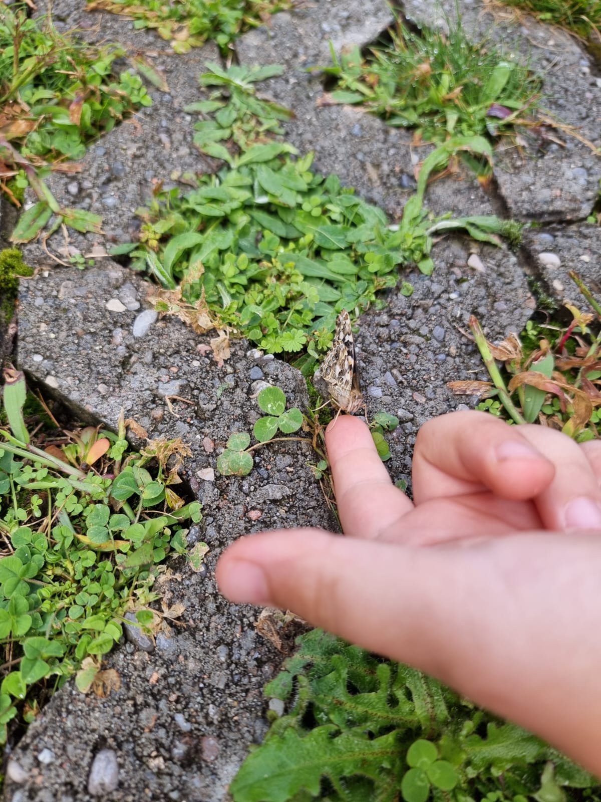 Vom Ei zum Schmetterling