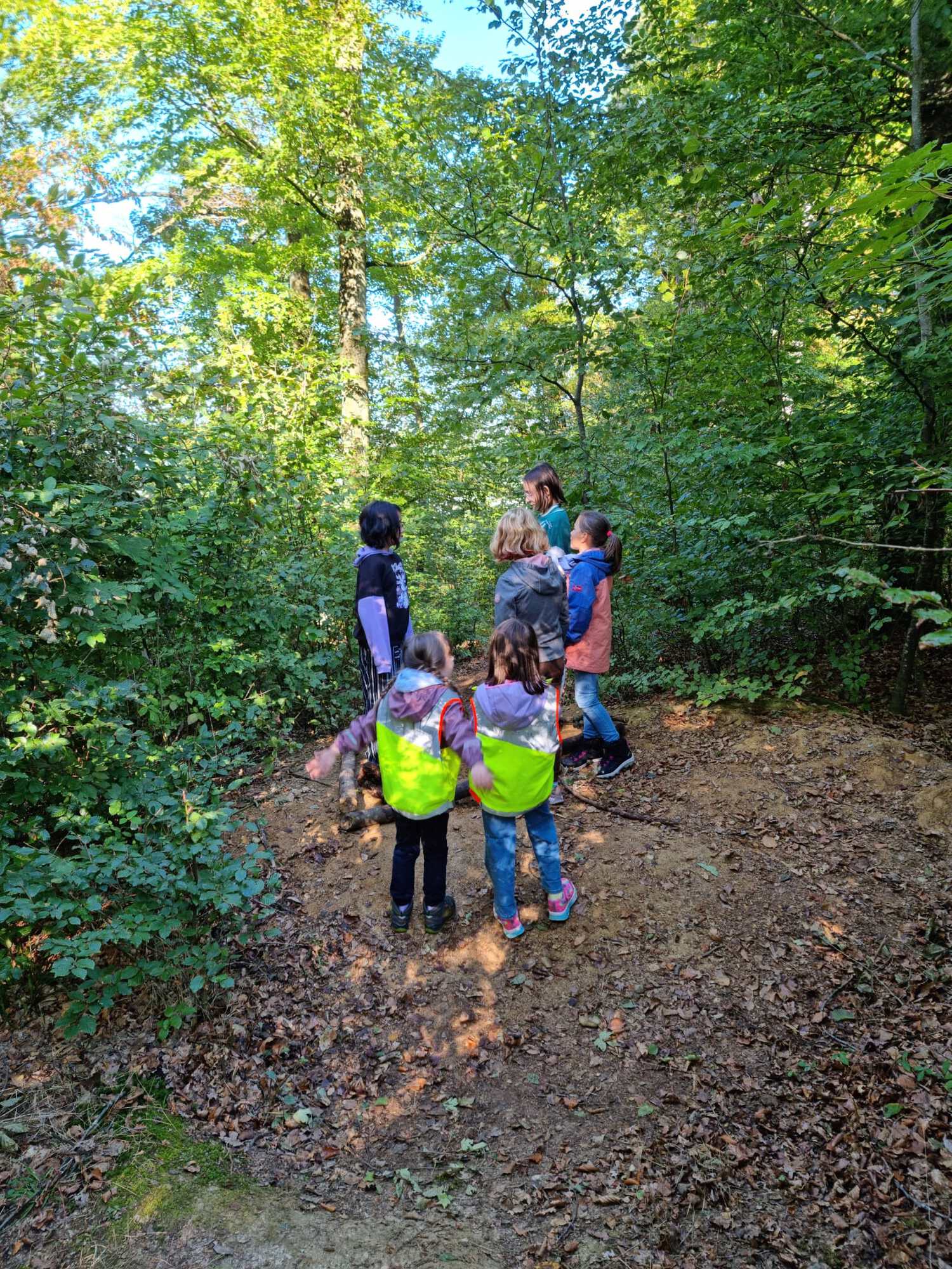 Waldmorgen im Herbst